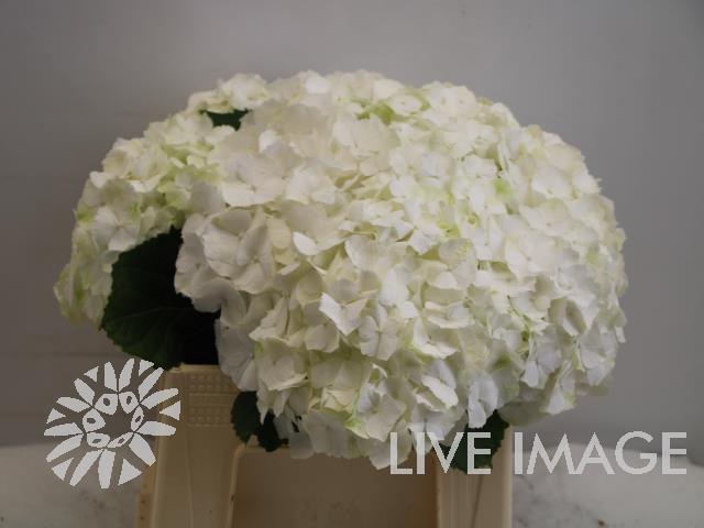 <h4>Hydrangea white verena</h4>