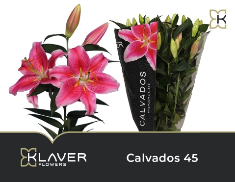 <h4>Lilium or calvados</h4>