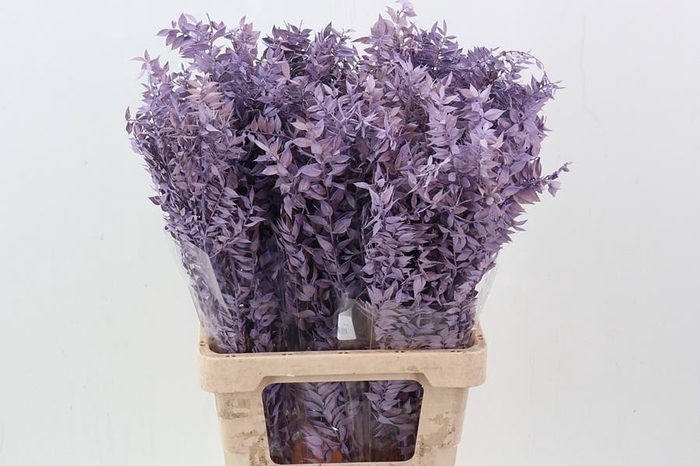 <h4>Ruscus Lavender 150gr</h4>