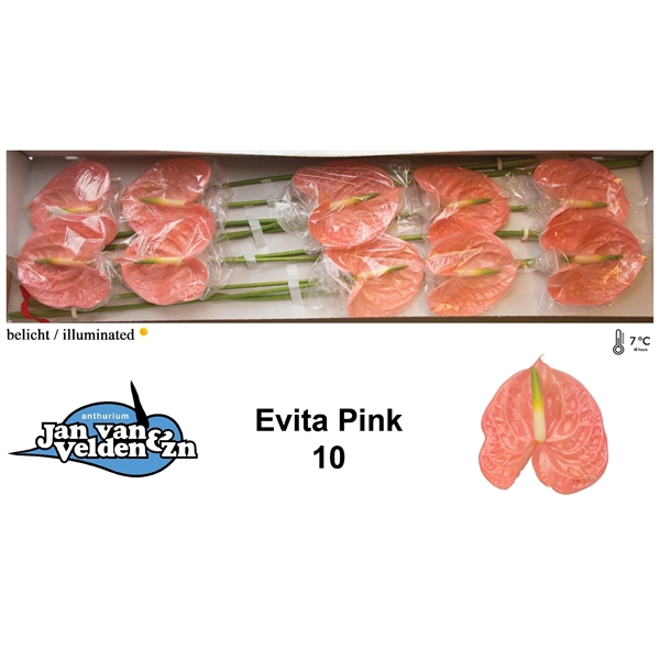 Evita Pink 10