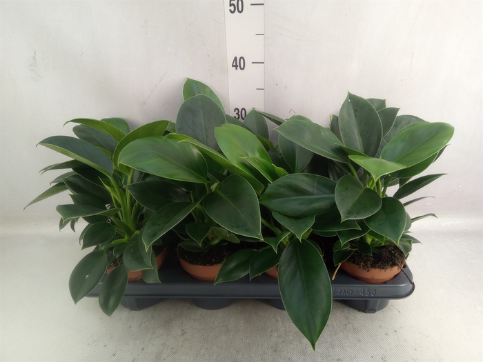 <h4>Philodendron  'Green Princess'</h4>