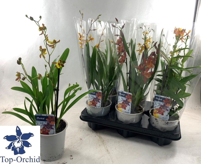 <h4>Overig orch. Orchideeën gemengd</h4>