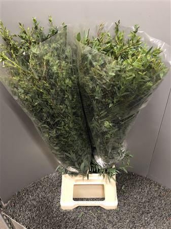 <h4>Euca Parvifolia 300gr</h4>