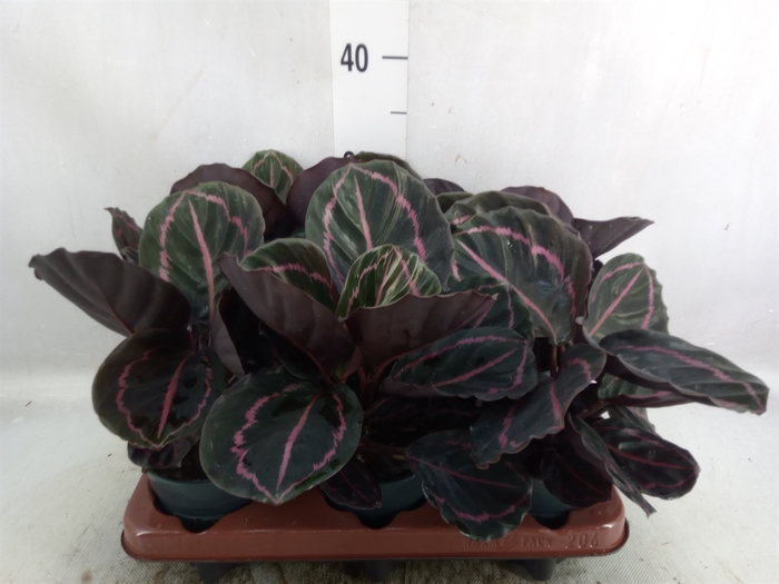 <h4>Calathea roseopicta 'Dottie'</h4>