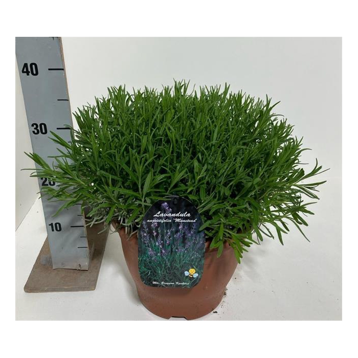 <h4>Lavandula angustifolia Munstead 26Ø 40cm</h4>