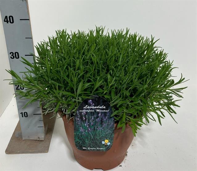 Lavandula angustifolia Munstead 26Ø 40cm
