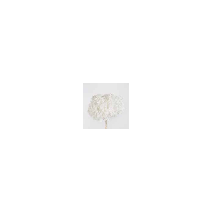 <h4>Hydrangea white stabi</h4>