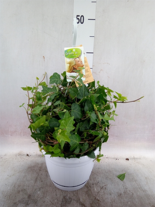<h4>HEDERA IN HANGPOT</h4>
