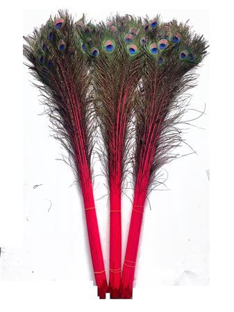 <h4>Feather Peacock L90-100 Naturel Cerise</h4>