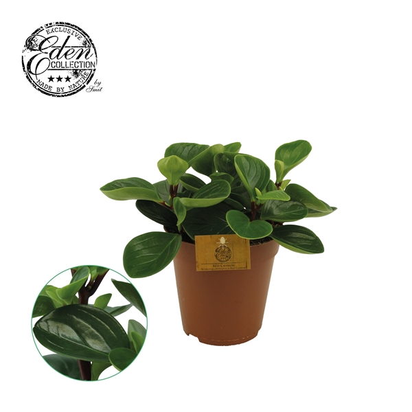 <h4>Peperomia Obtusifolia Red Canyon 15cm</h4>