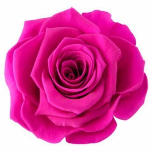Rose Magna Hot Pink