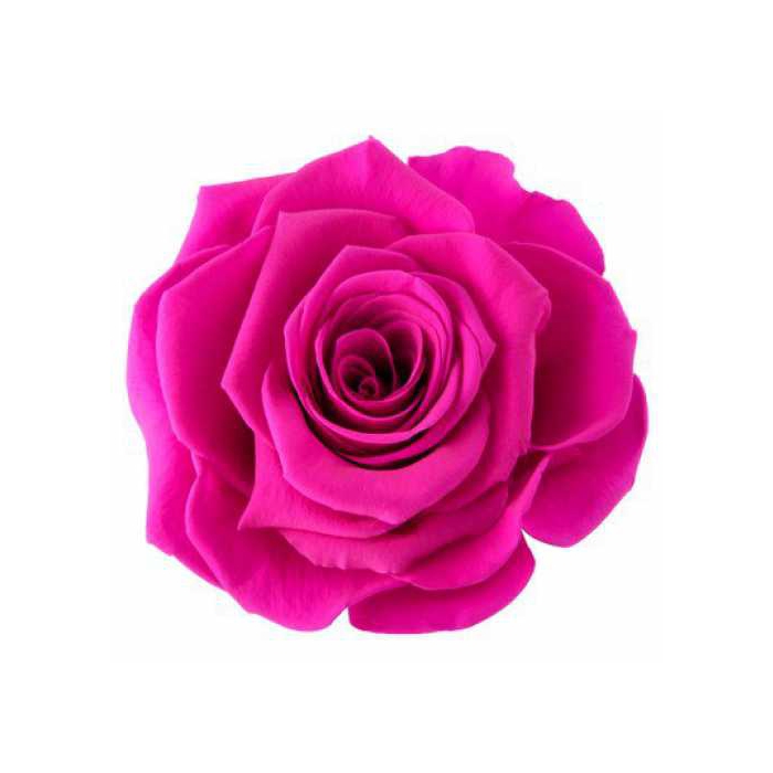 <h4>Rose Magna Hot Pink</h4>