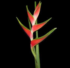 <h4>Heliconia Red Richmond (p/s)</h4>