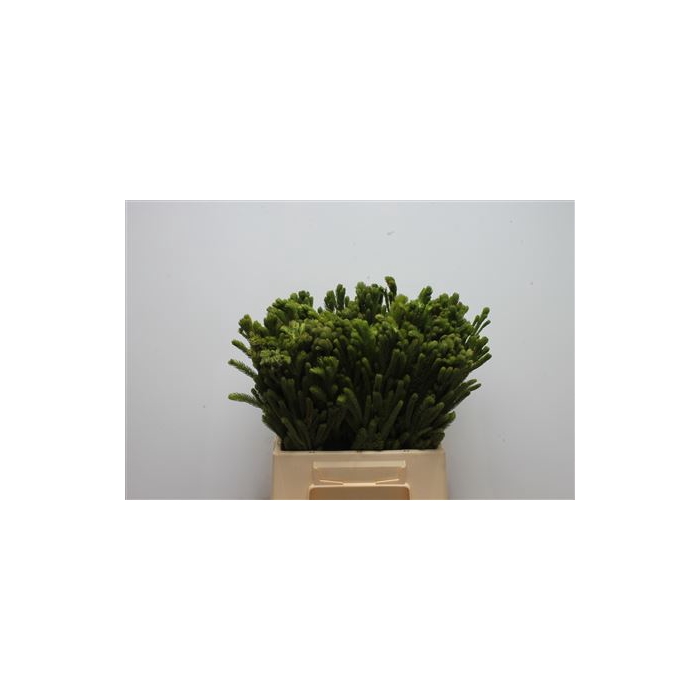 <h4>Kaaps Brunia Albiflora Green</h4>