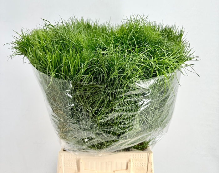 <h4>DEC Corallo Grass</h4>