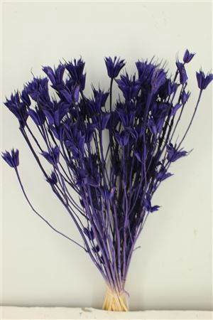 <h4>Dried Nigella Orientalis Bl Purple Bunch</h4>
