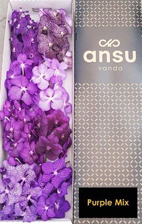 <h4>Vanda T Gemengd ( Purple)</h4>