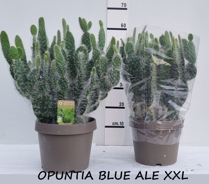 <h4>Opuntia</h4>