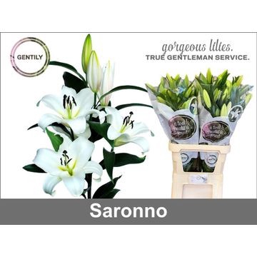 <h4>Lilium or saronno</h4>