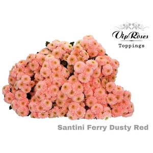 CHR S FERRY DUSTY RED