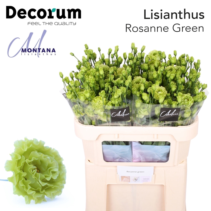 <h4>Lisianthus Rosanne green 70cm</h4>