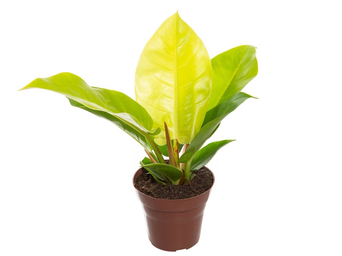 <h4>PHILODENDRON IMPERIAL GOLDEN P15</h4>