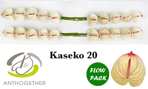 <h4>ANTH A KASEKO 20 Flow Pack</h4>