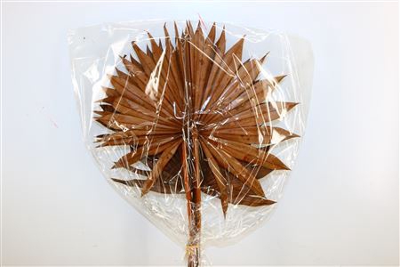 <h4>Dried Palm Sun 6pc Brown Bunch</h4>