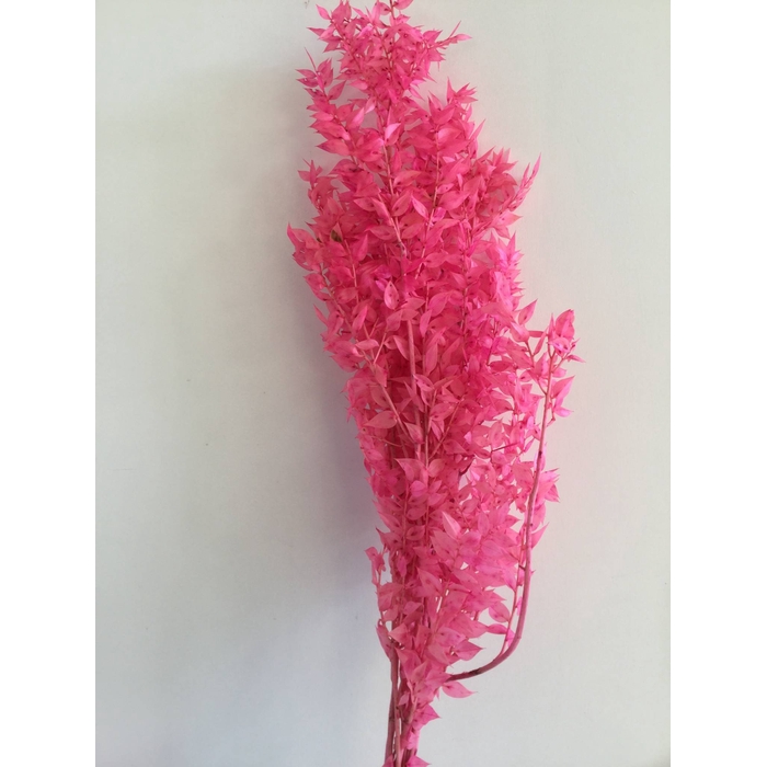 <h4>DRIED FLOWERS - RUSCUS PINK per bos</h4>