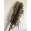 DRIED FLOWERS - FLUFFY REED GRASS 10PC NATURAL