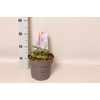 vaste planten 19 cm  Geranium Rozanne