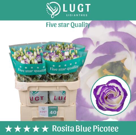 Lisianthus do rosita blue picotee
