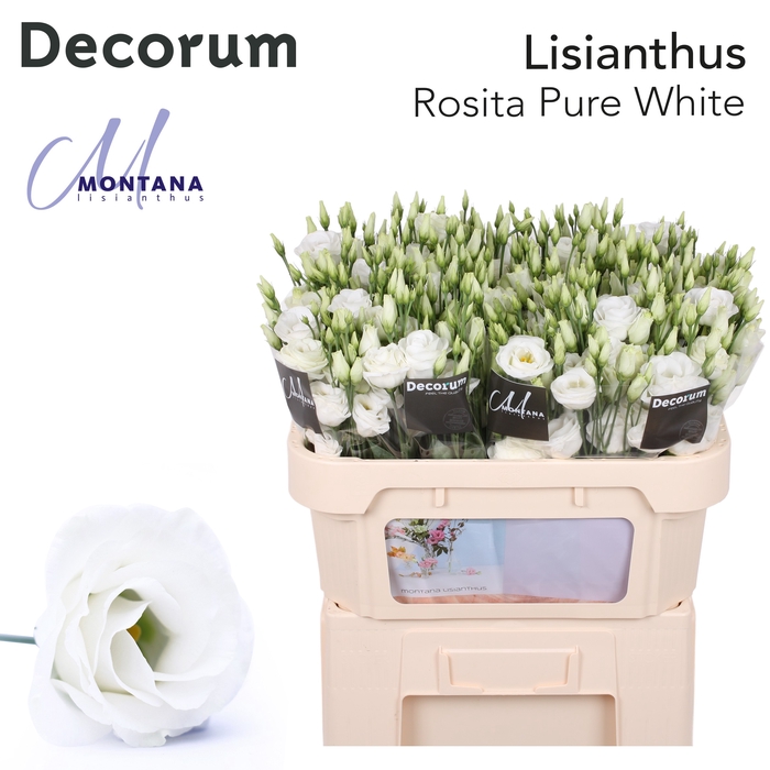 <h4>Lisianthus Rosita White</h4>