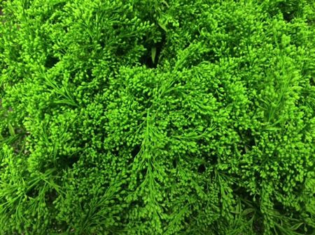 Solidago Green 80cm