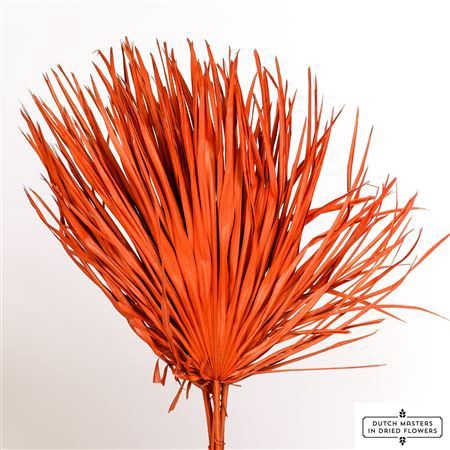 <h4>Dried Chamaerops (10tk) Frosted Orange Bunch</h4>