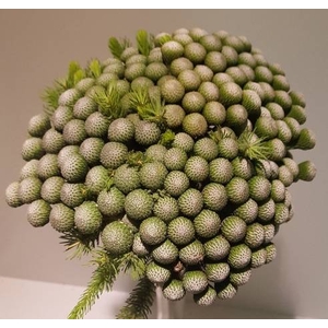 Brunia Albiflora (per stem)