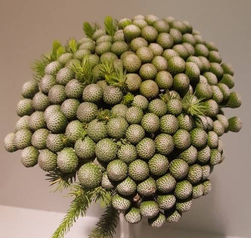 Brunia Albiflora (per stem)
