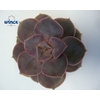 Echeveria pearl von neurenberg cutflower wincx-5cm