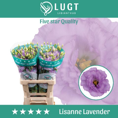 <h4>Lis G Lisanne Lavender</h4>