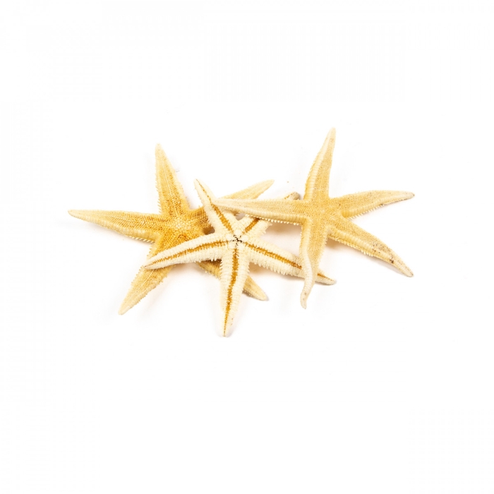 Shell Starfish 10cm x50