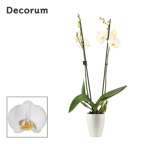 Phalaenopsis 2 tak wit in Carly wit (Deco-collection)