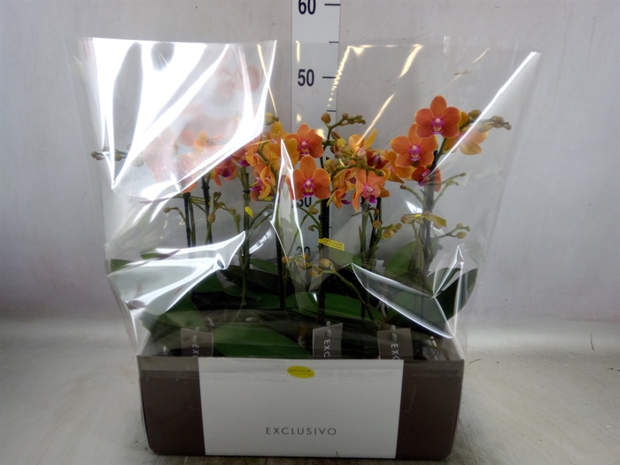 <h4>Phalaenopsis multi. 'Paprika'</h4>