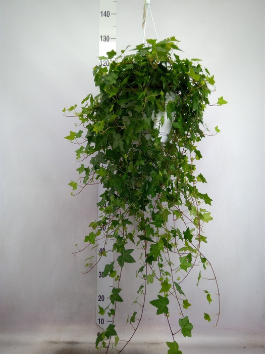 <h4>Hedera helix 'Pittsburgh'</h4>