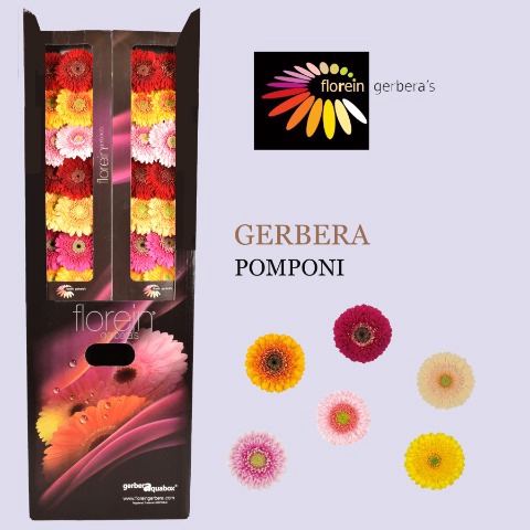 <h4>Gerbera Pomponi Mix Aquabox Pomponi  Aquabox</h4>