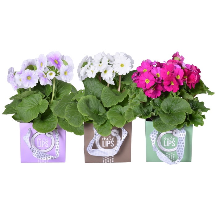 <h4>MoreLIPS® Primula Obc mixTRAY in giftbag</h4>