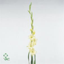 Gladiolus la adagio