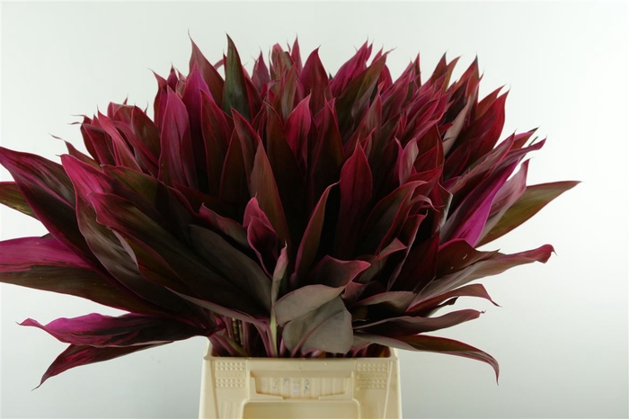 Cordyline Ivory Red Top