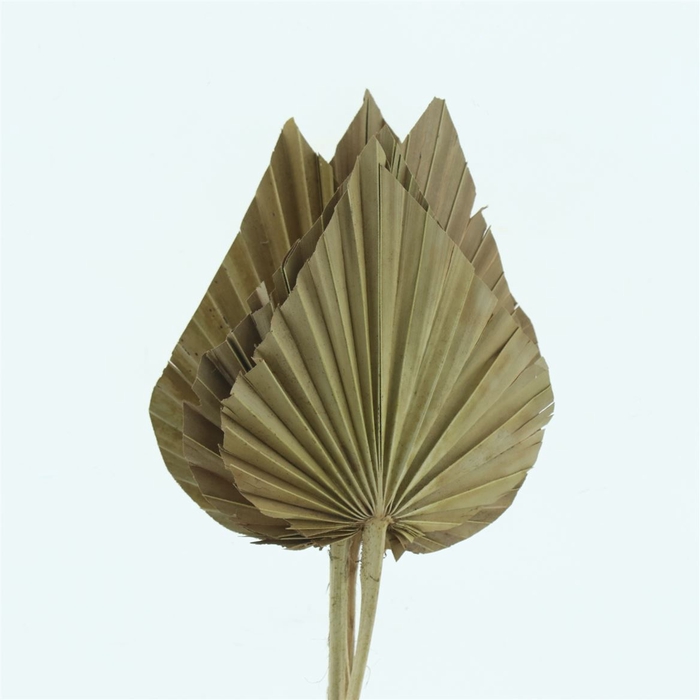 Dried Palm Spear Natural