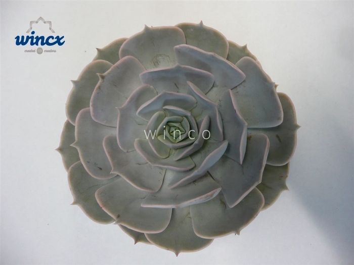 Echeveria pollux cutflower wincx-8cm