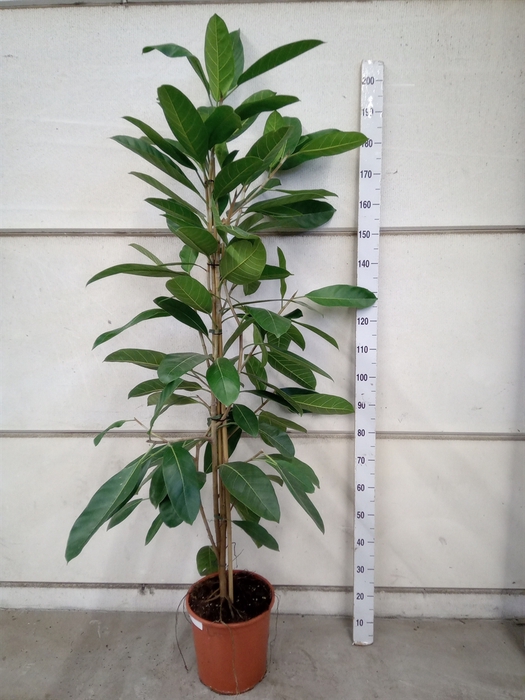<h4>Ficus auriculata 'Everest'</h4>